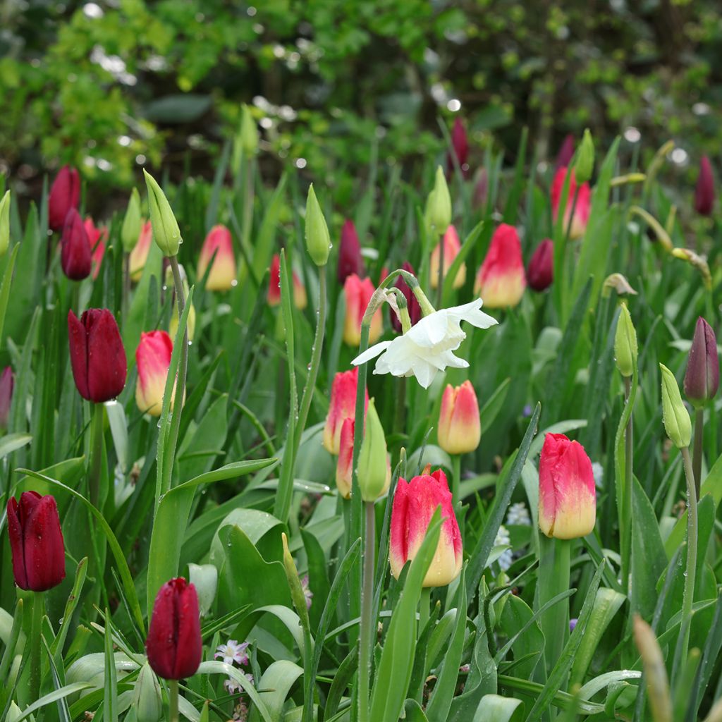 Ispirazione bulbi primaverili viola, rosso e bianco.