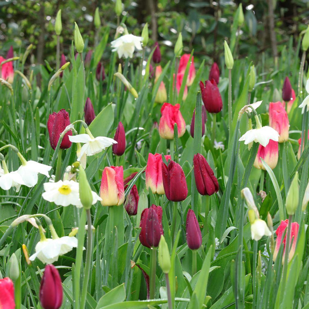 Ispirazione bulbi primaverili viola, rosso e bianco.