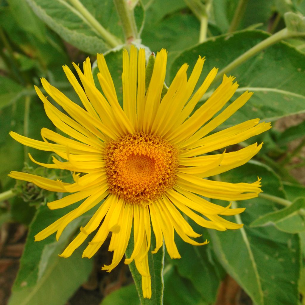 Inula orientalis - Enula