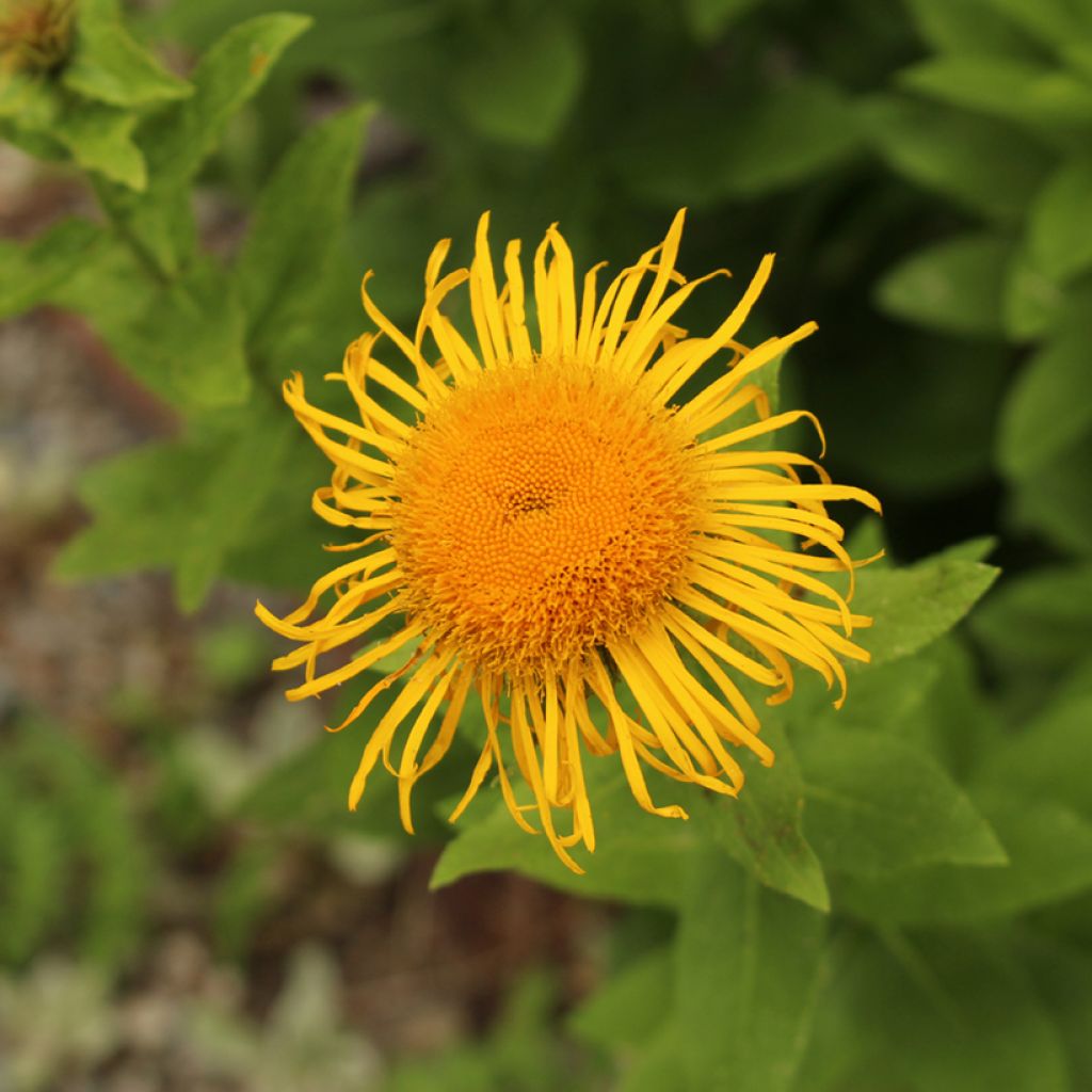 Inula orientalis - Enula