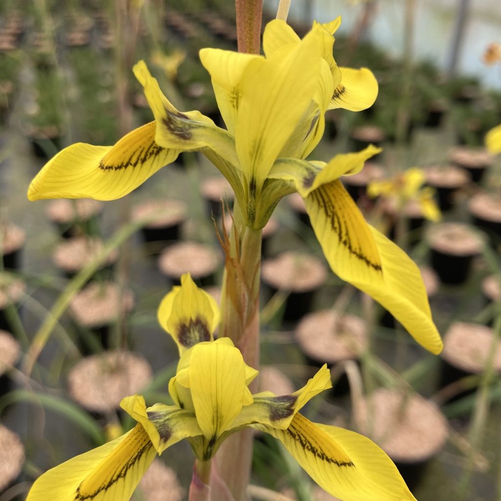 Iris Moraea huttonii