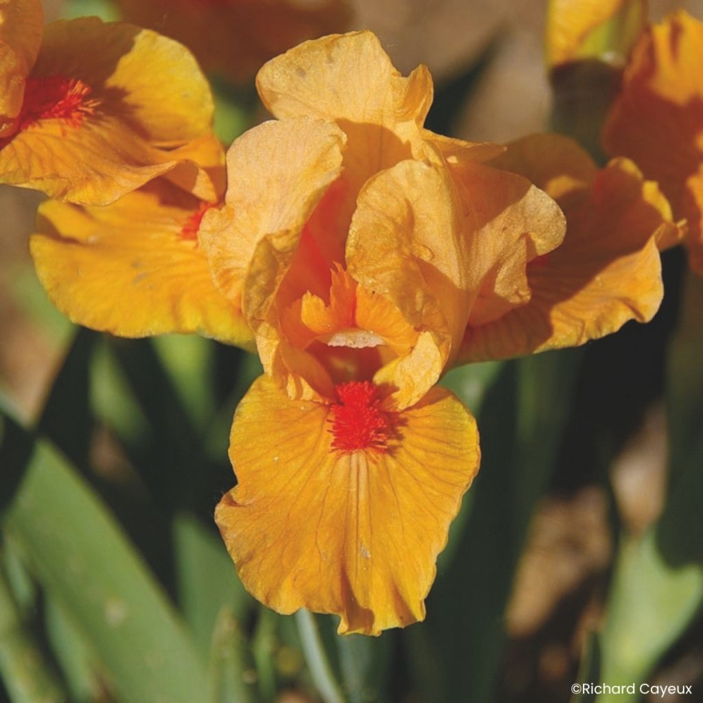 Iris germanica Allumez le Feu - Giaggiolo nano
