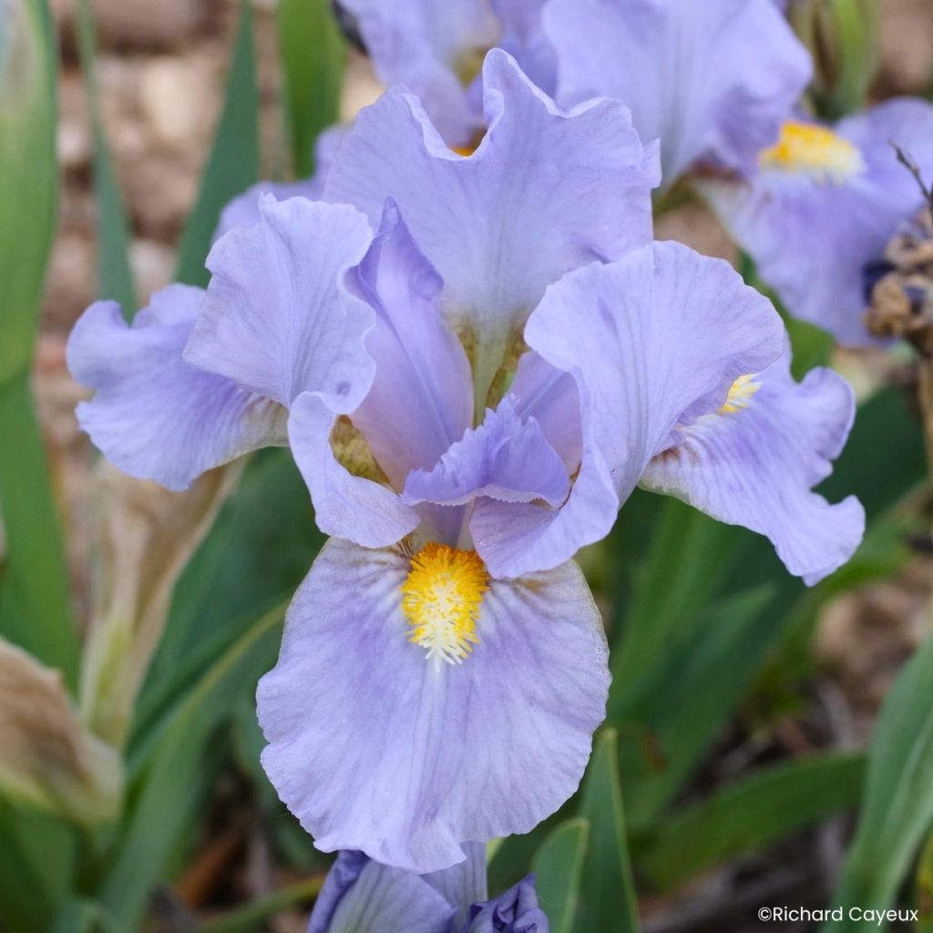 Iris germanica Amateur - Giaggiolo nano