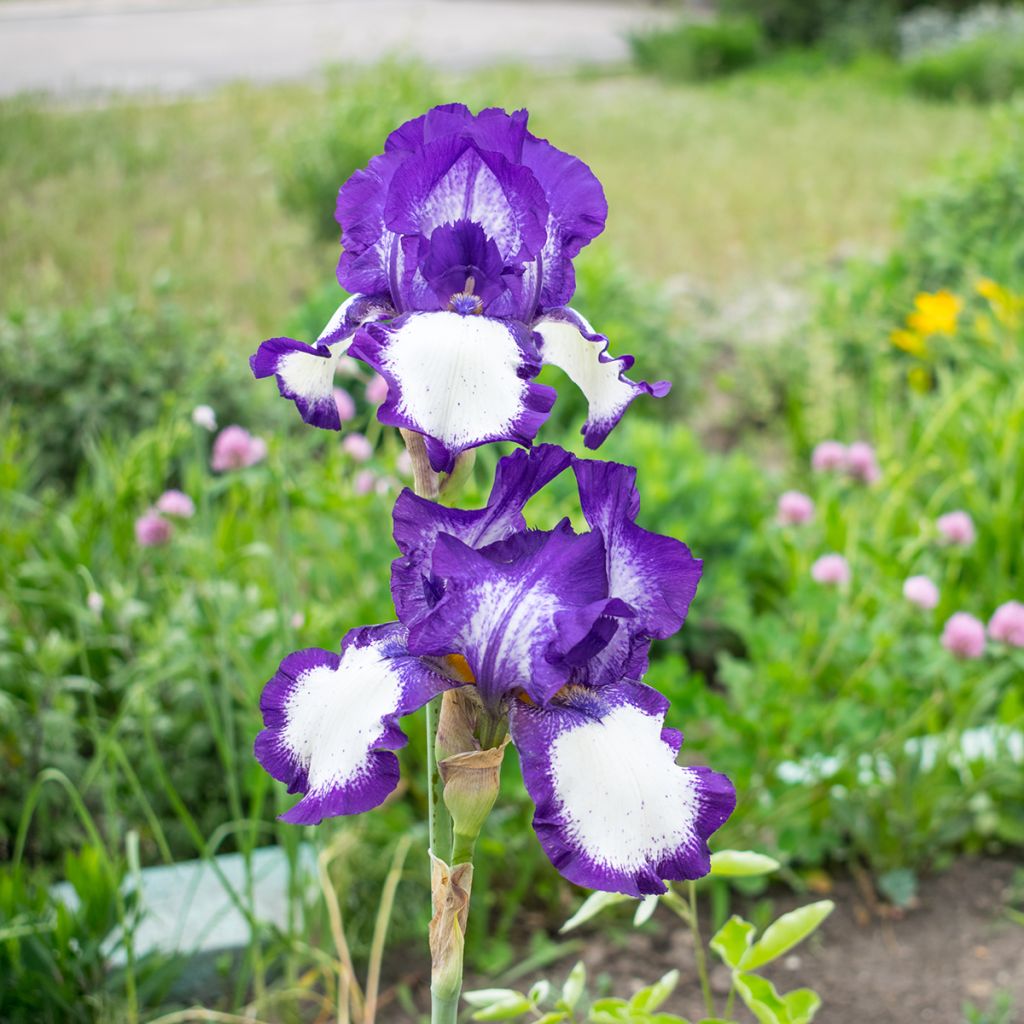 Iris germanica Art Déco - Giaggiolo paonazzo