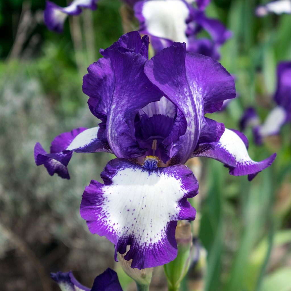 Iris germanica Art Déco - Giaggiolo paonazzo