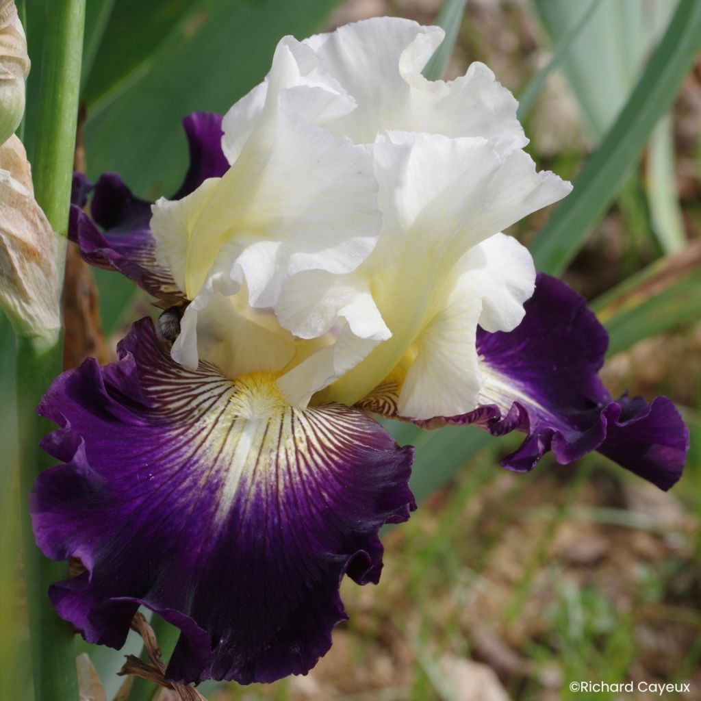 Iris germanica Aubigny Auld Alliance - Giaggiolo paonazzo