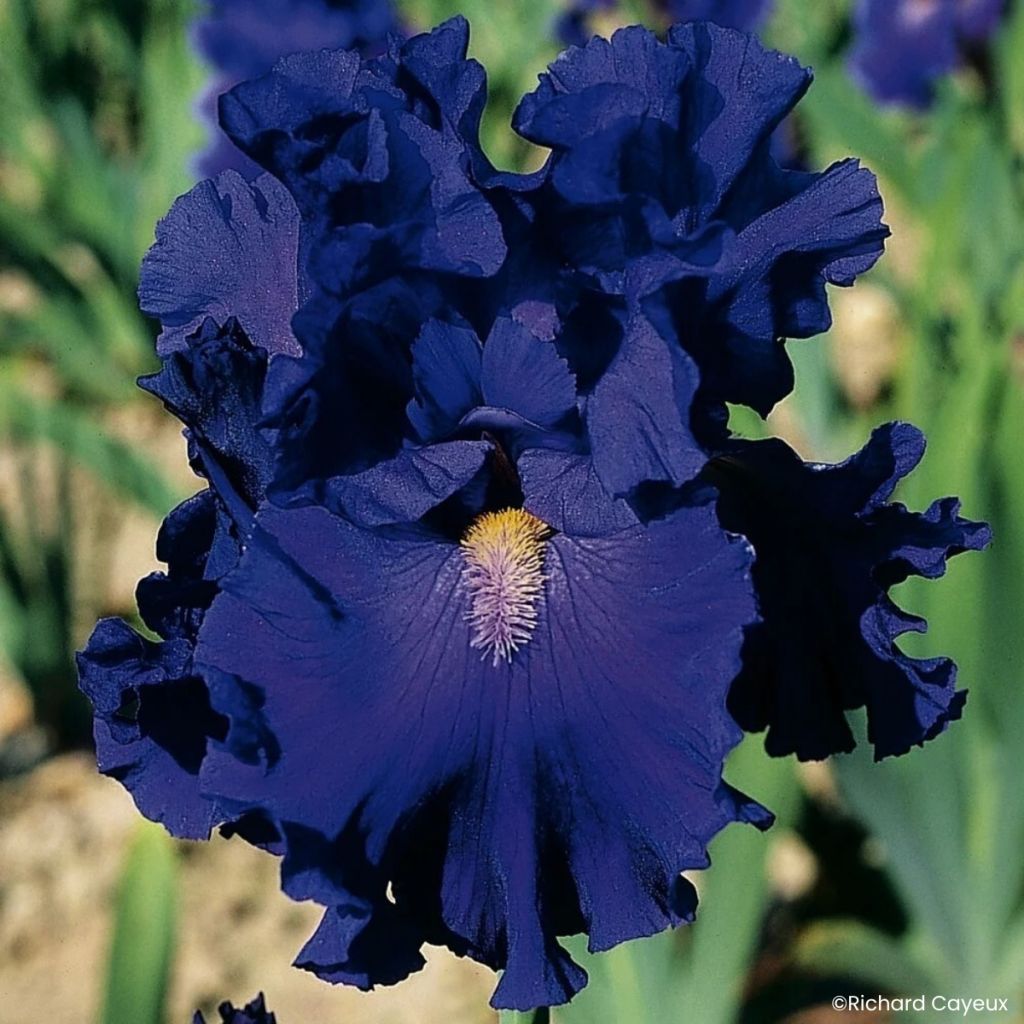 Iris germanica Blue Suede Shoes - Giaggiolo paonazzo