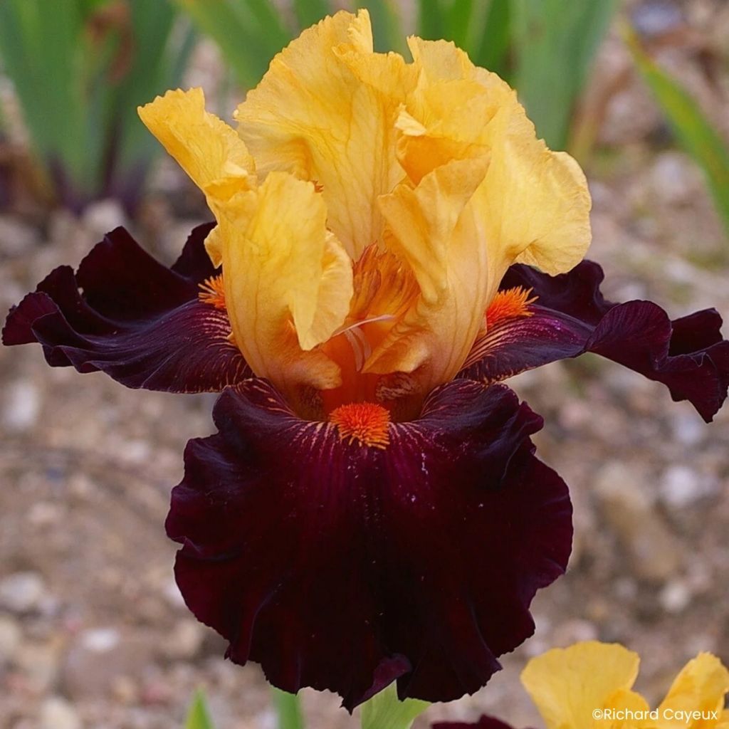 Iris germanica Brilliant Disguise - Giaggiolo paonazzo
