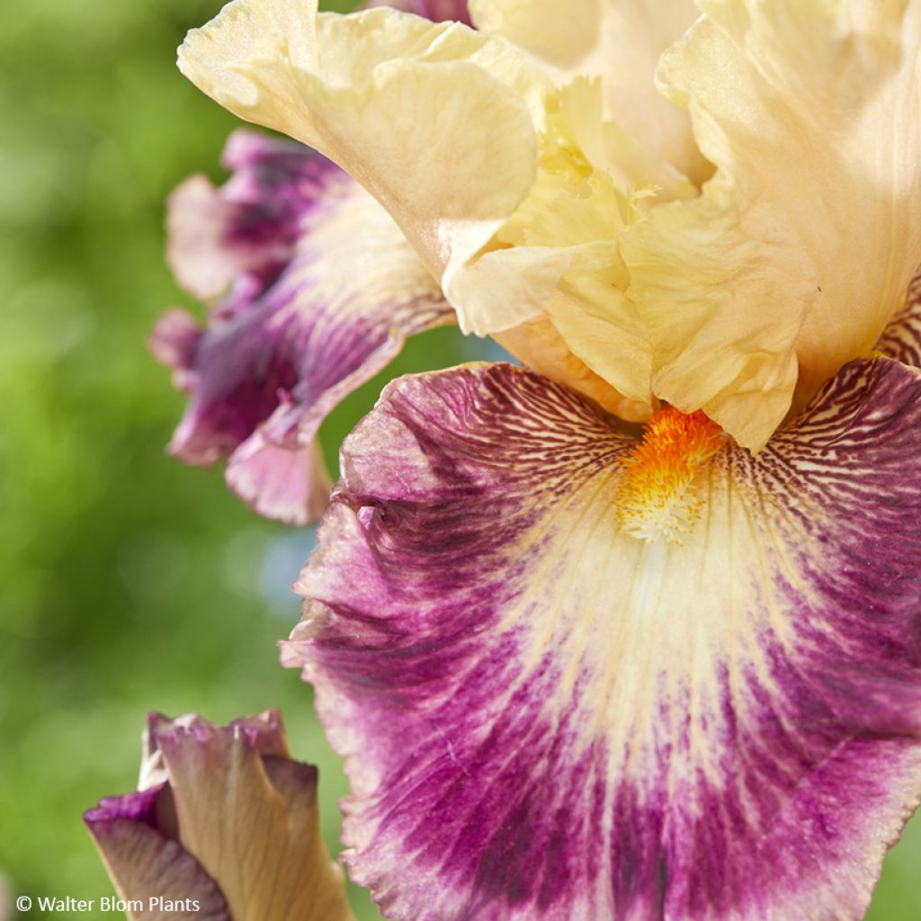 Iris germanica Comme un Sourire - Giaggiolo paonazzo