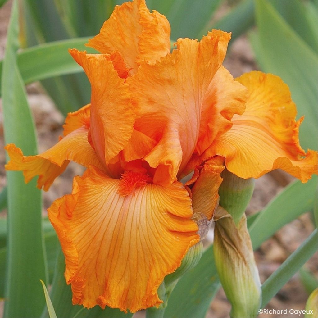 Iris germanica Coup de Soleil - Giaggiolo paonazzo