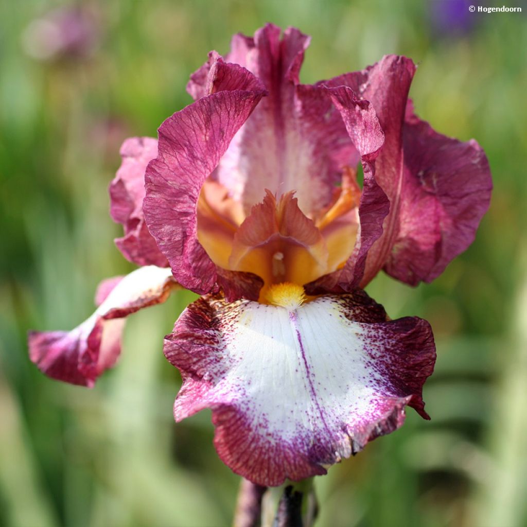 Iris germanica Crinoline - Giaggiolo paonazzo