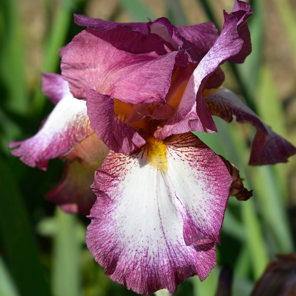 Iris germanica Crinoline - Giaggiolo paonazzo