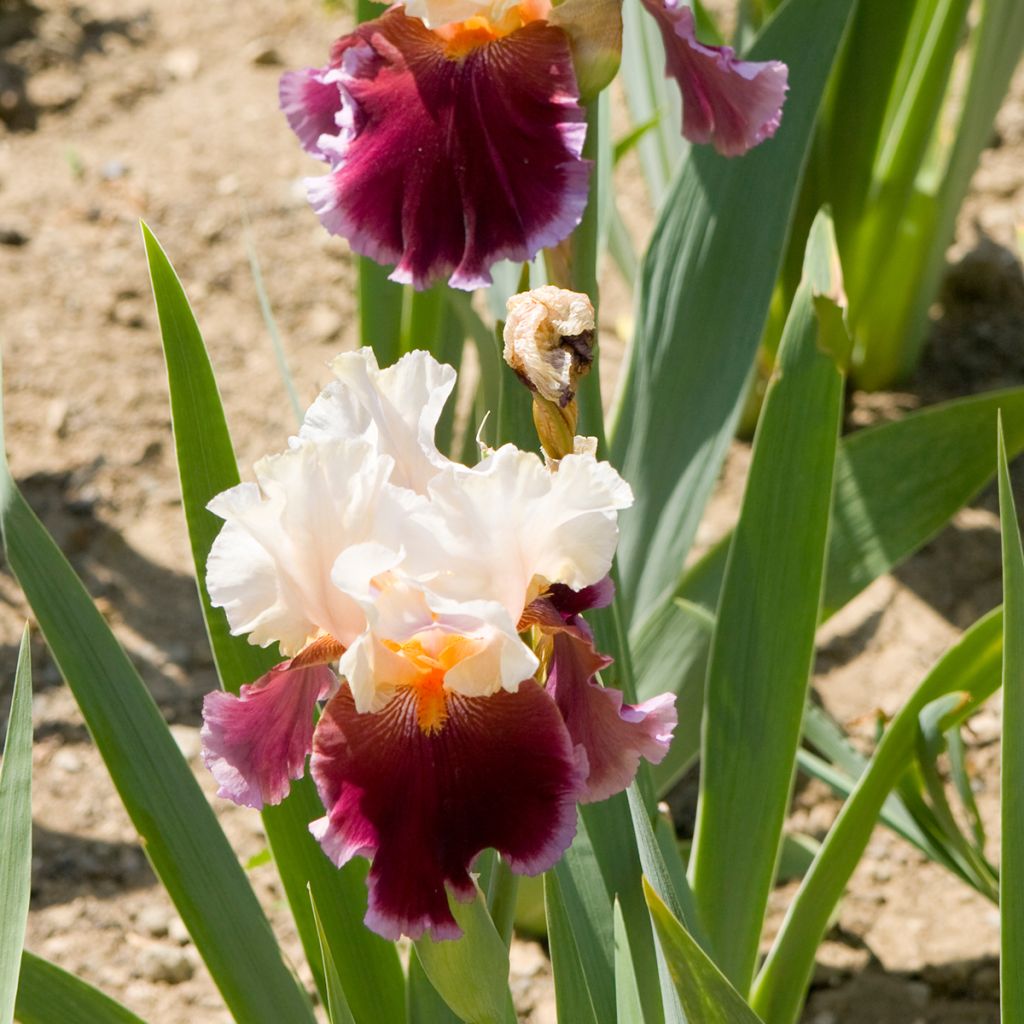 Iris germanica Dance Hall Dandy - Giaggiolo paonazzo