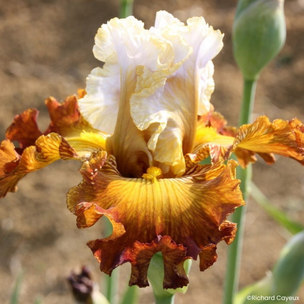 Iris germanica Daniel Collin - Giaggiolo paonazzo