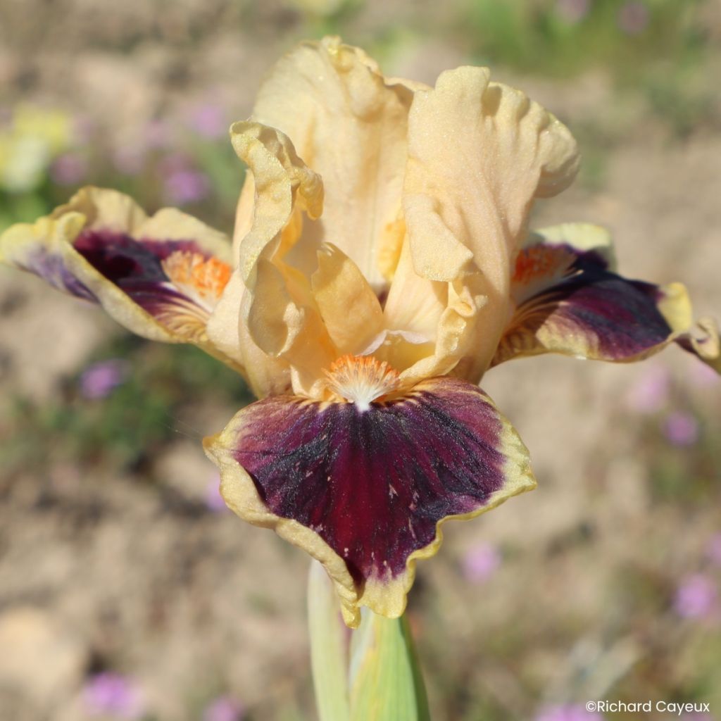 Iris germanica Dazzle Me - Giaggiolo nano