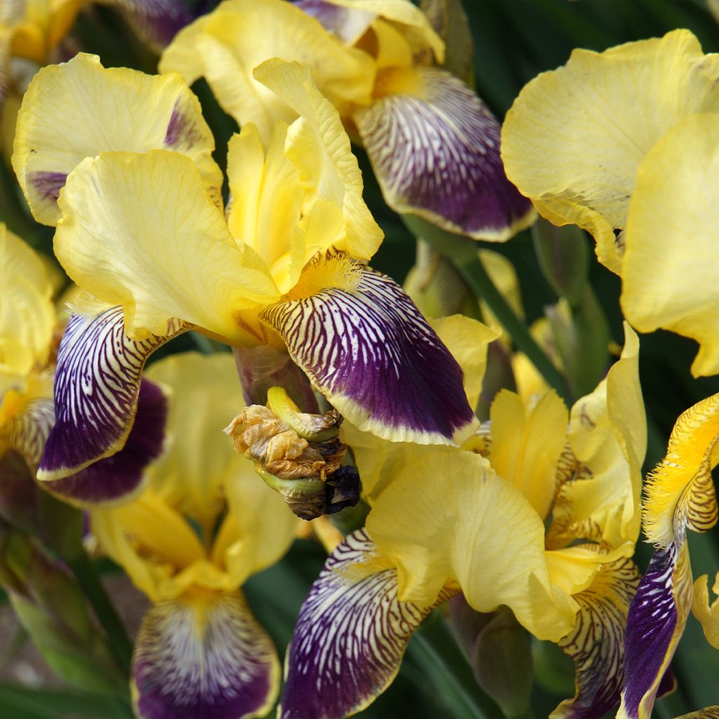 Iris germanica Flaming Dragon - Giaggiolo paonazzo