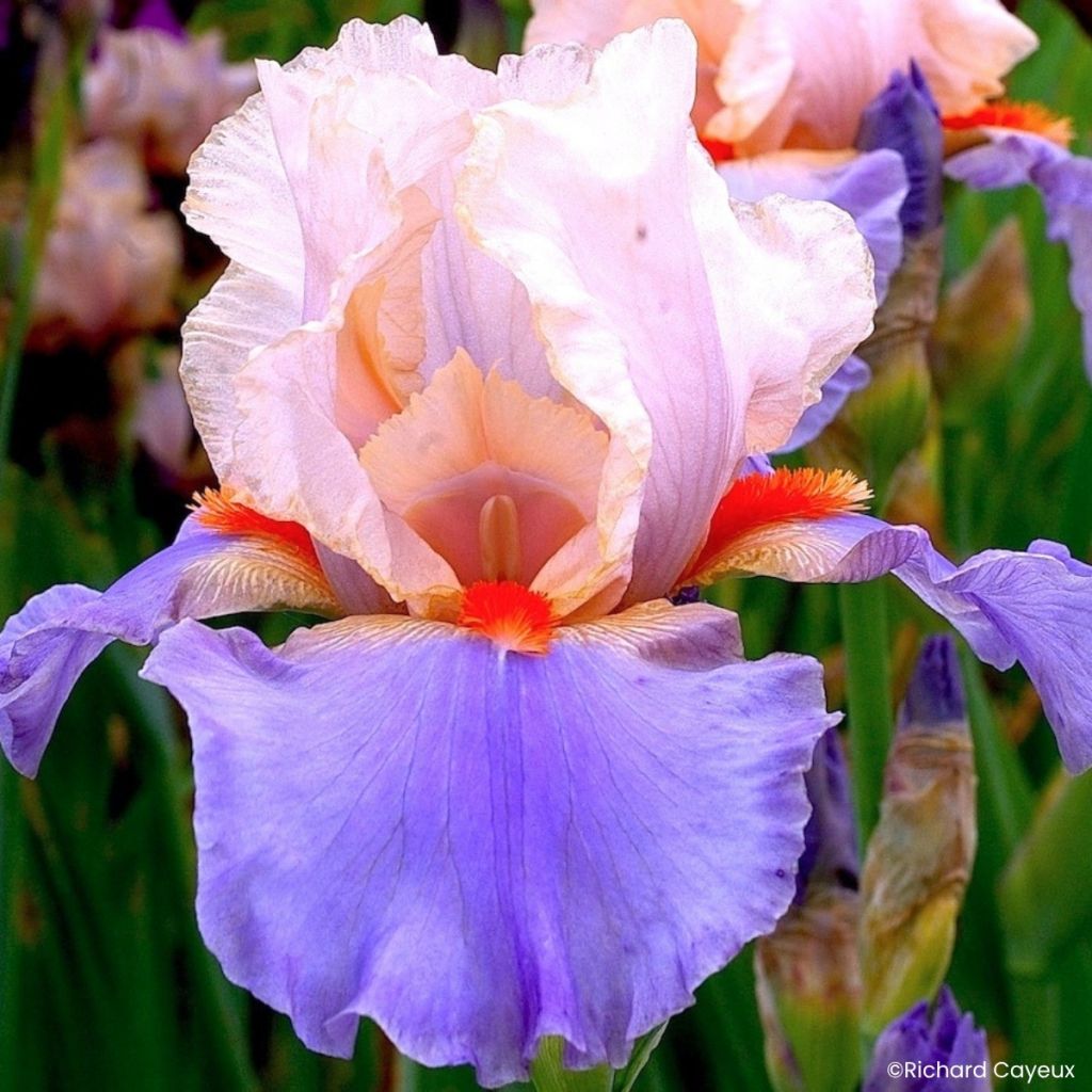 Iris germanica French-Cancan - Giaggiolo paonazzo