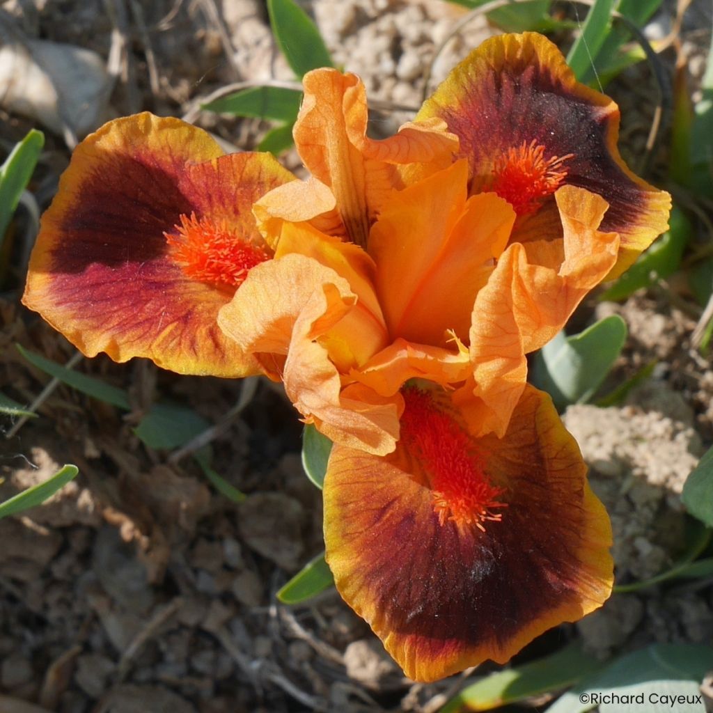 Iris germanica Icon - Giaggiolo nano