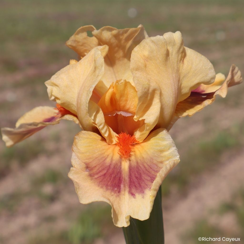 Iris germanica Jive - Giaggiolo nano