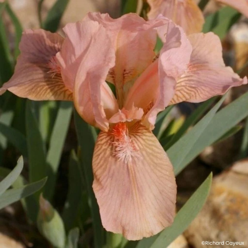 Iris germanica Pink Blink - Giaggiolo nano
