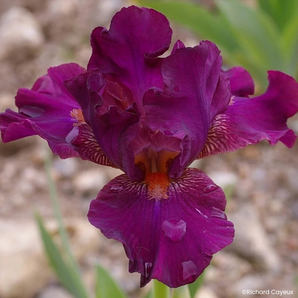 Iris germanica Revved Up Rose - Giaggiolo paonazzo