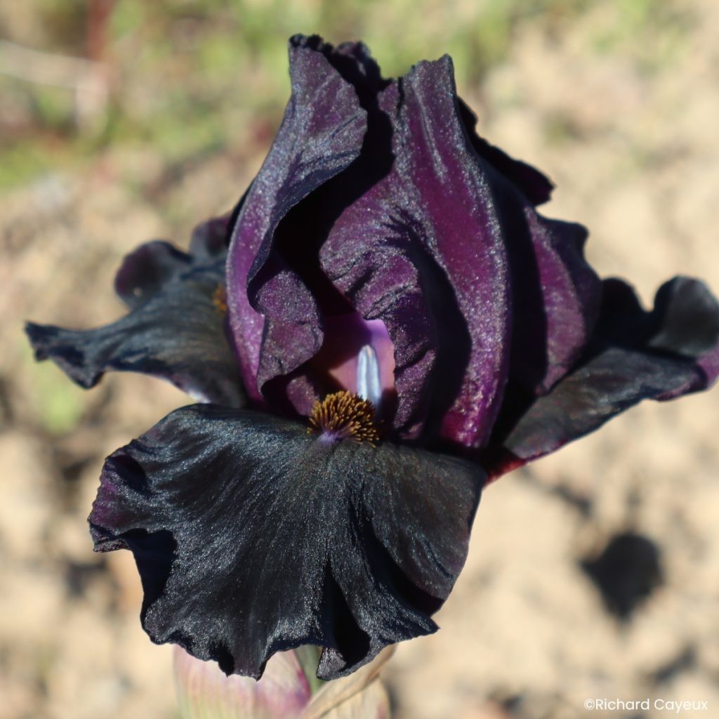 Iris germanica Sinister Desire - Giaggiolo paonazzo