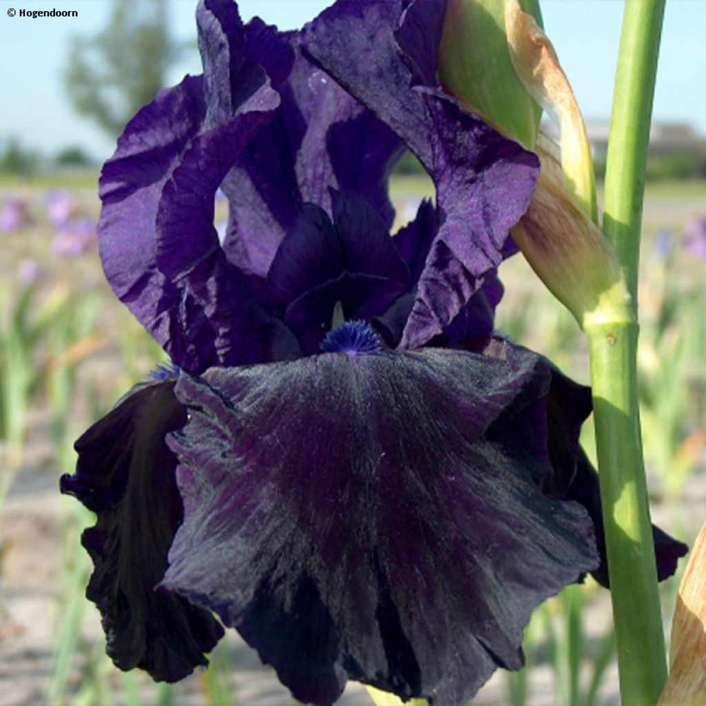 Iris germanica Tuxedo - Giaggiolo paonazzo