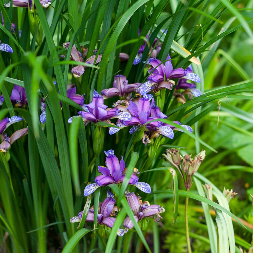 Iris graminea - Giaggiolo susinario