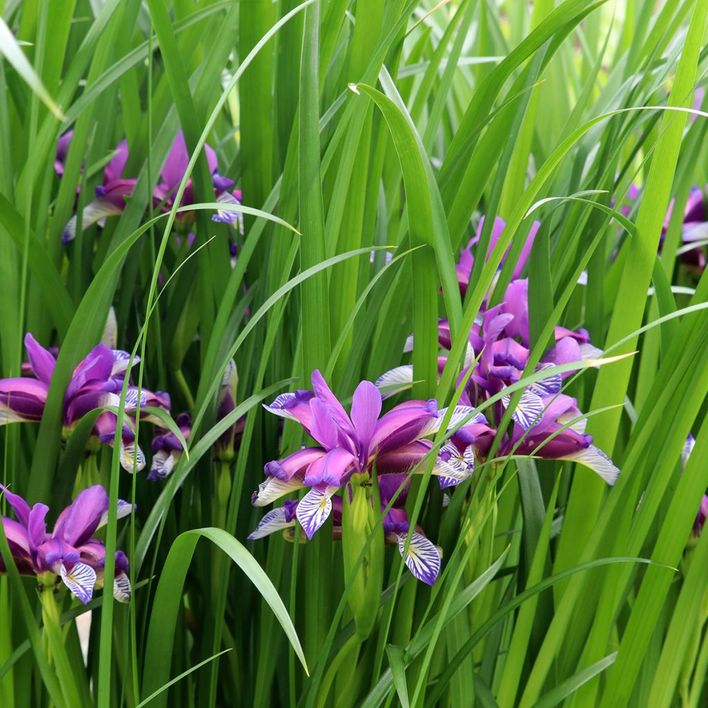 Iris graminea - Giaggiolo susinario