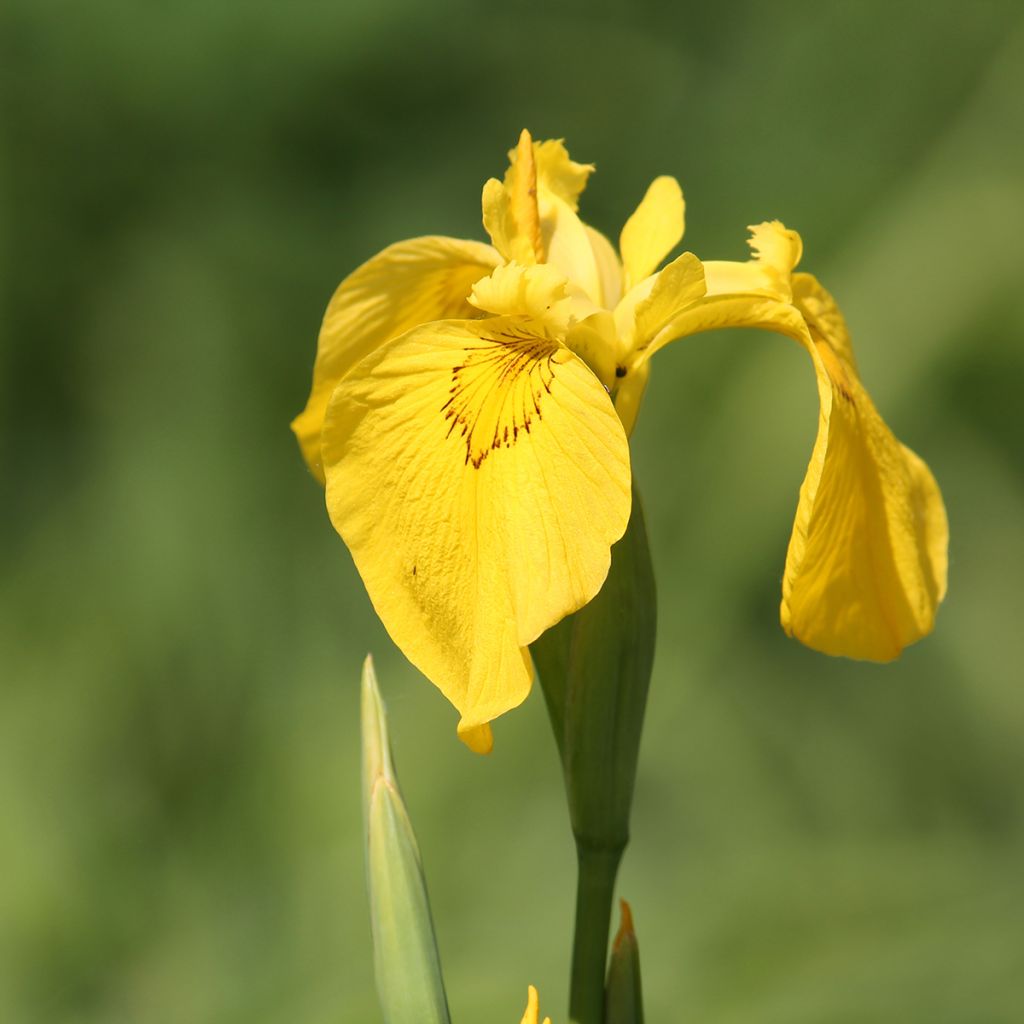 Iris pseudacorus - Giaggiolo acquatico