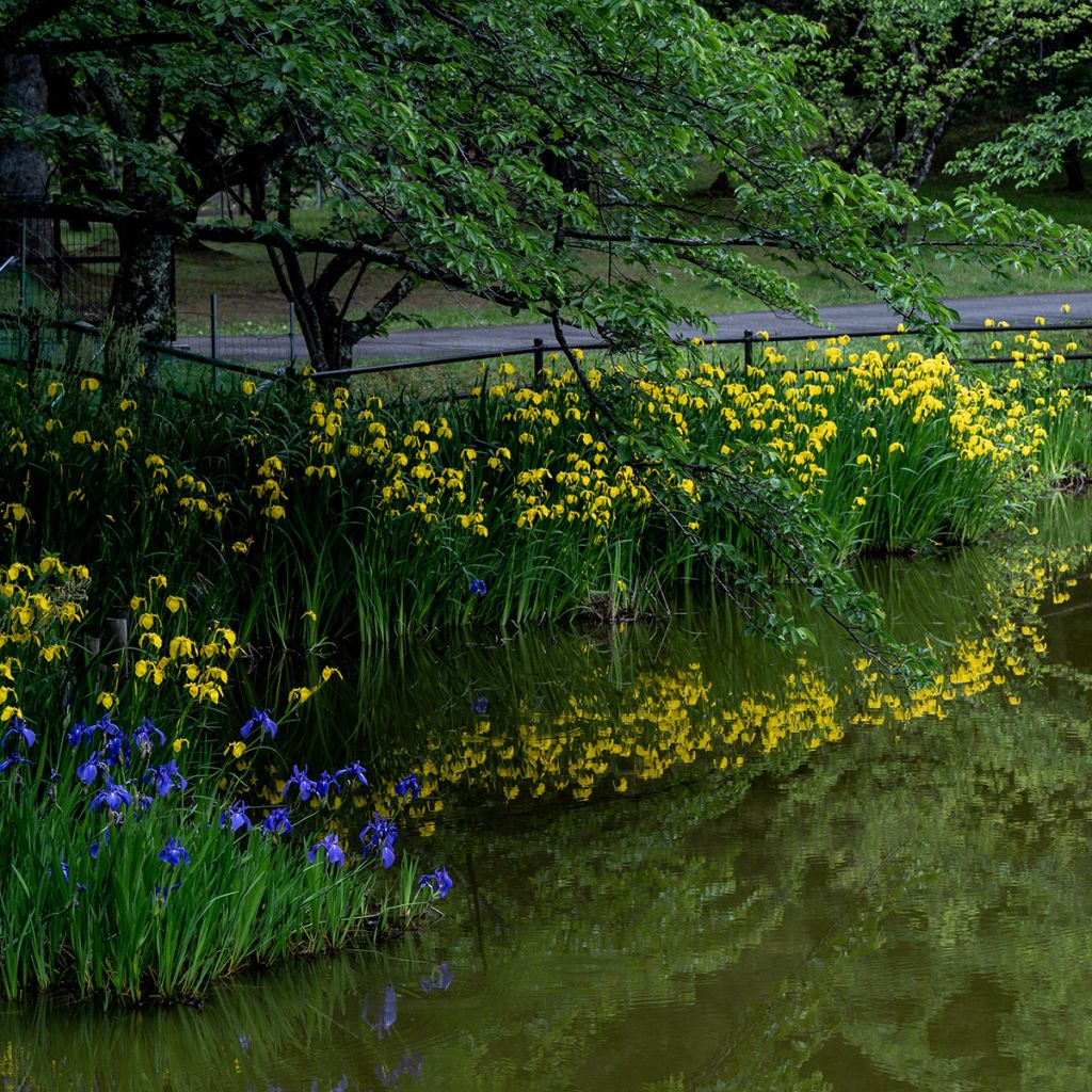 Iris pseudacorus - Giaggiolo acquatico
