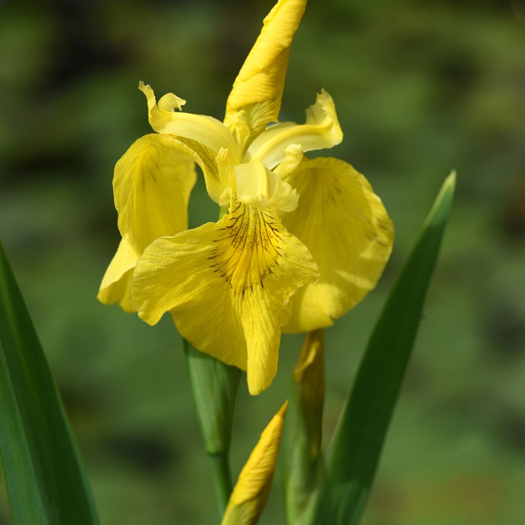 Iris pseudacorus - Giaggiolo acquatico
