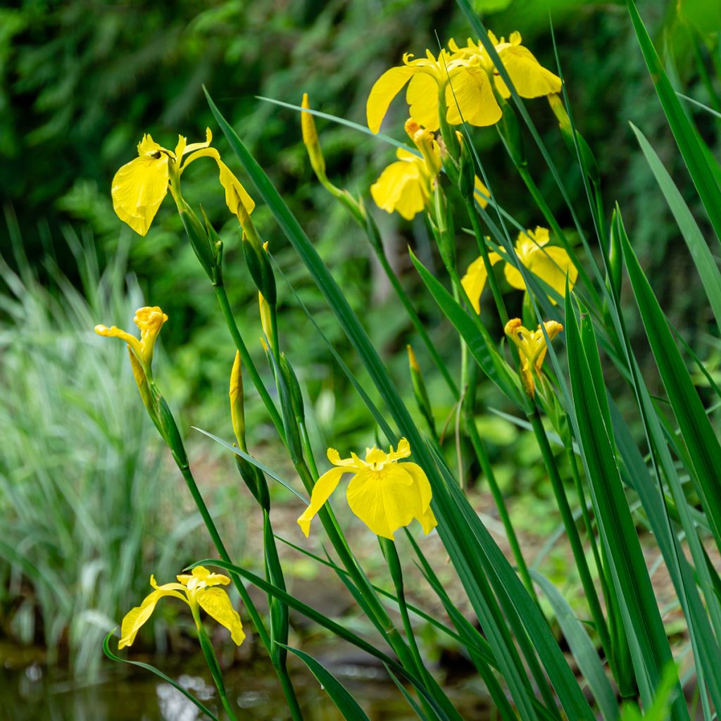 Iris pseudacorus - Giaggiolo acquatico