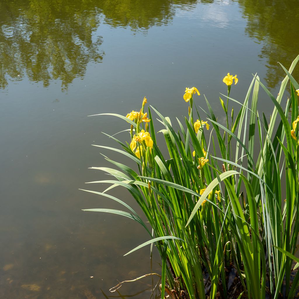 Iris pseudacorus - Giaggiolo acquatico