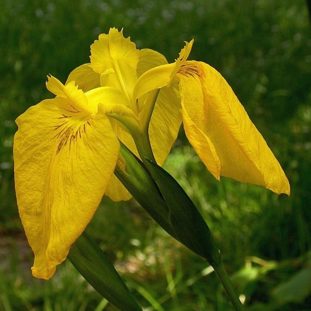 Iris pseudacorus Variegata