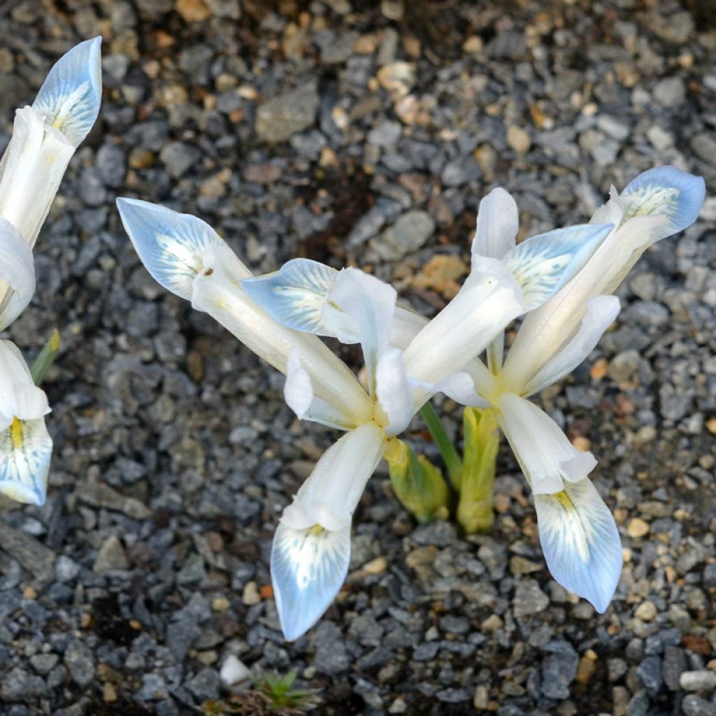 Iris reticulata Frozen Planet -Giaggiolo