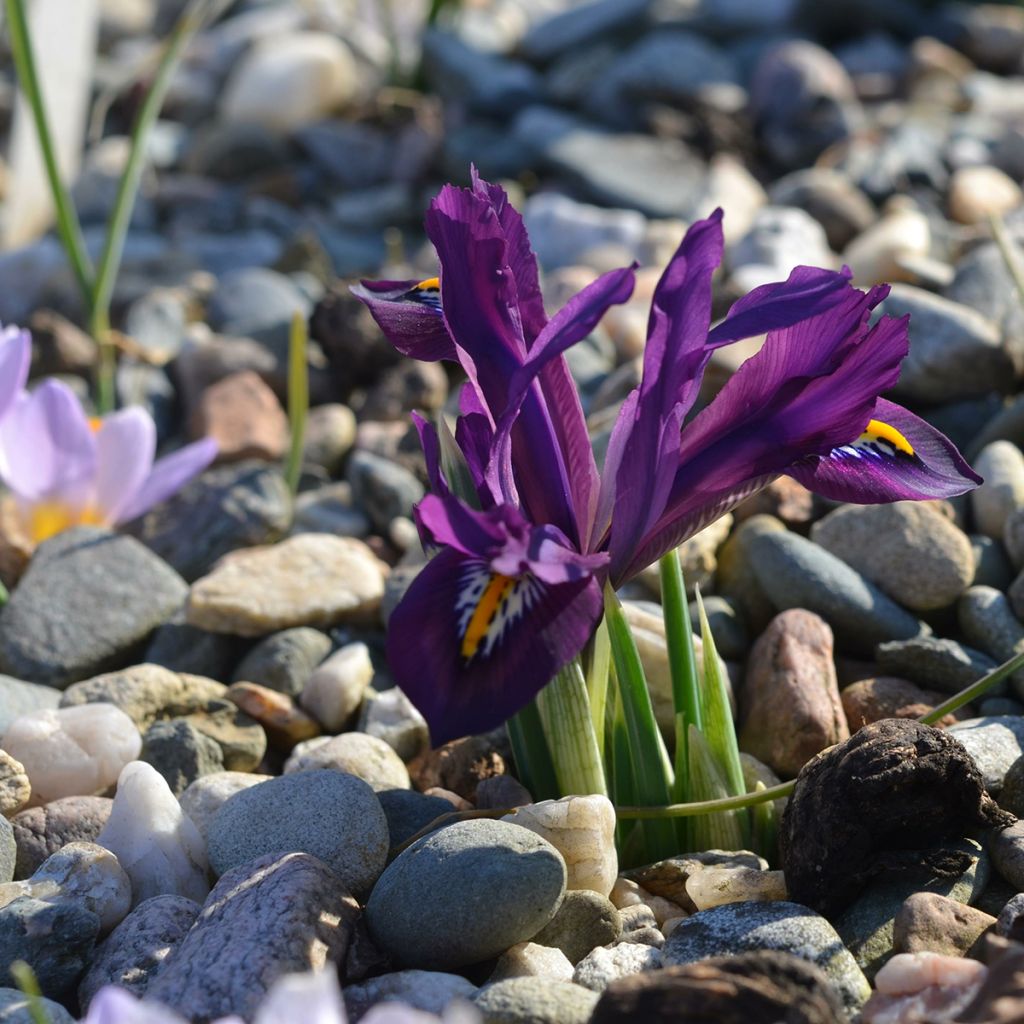 Iris reticulata Scent Sational - Giaggiolo
