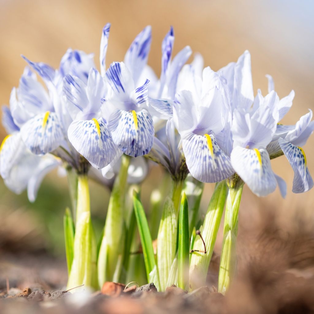 Iris reticulata Sheila Ann Germaney - Giaggiolo