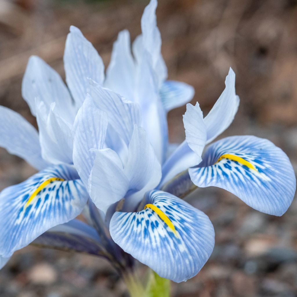 Iris reticulata Sheila Ann Germaney - Giaggiolo