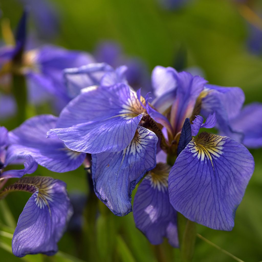 Iris setosa - Giaggiolo