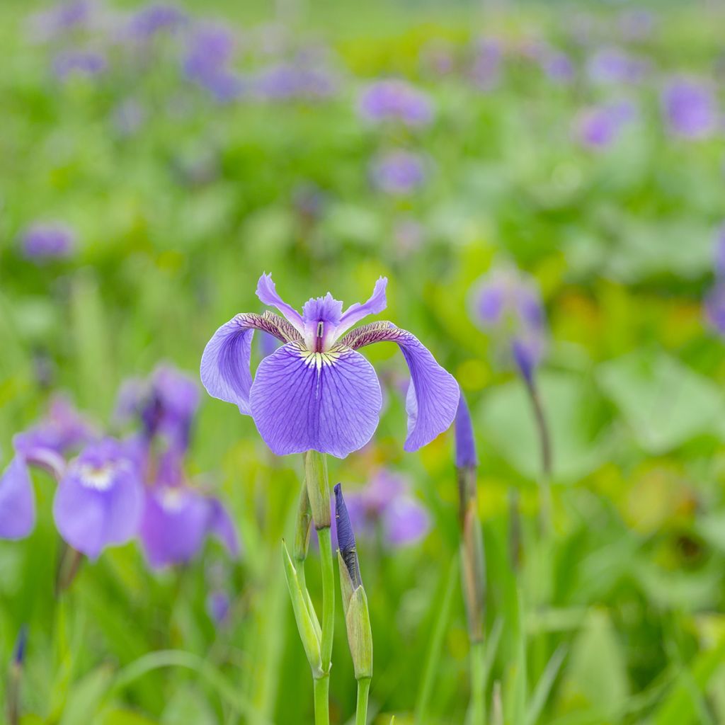Iris setosa - Giaggiolo
