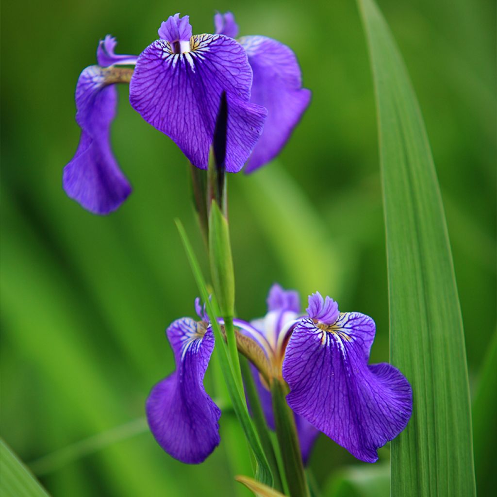Iris setosa - Giaggiolo