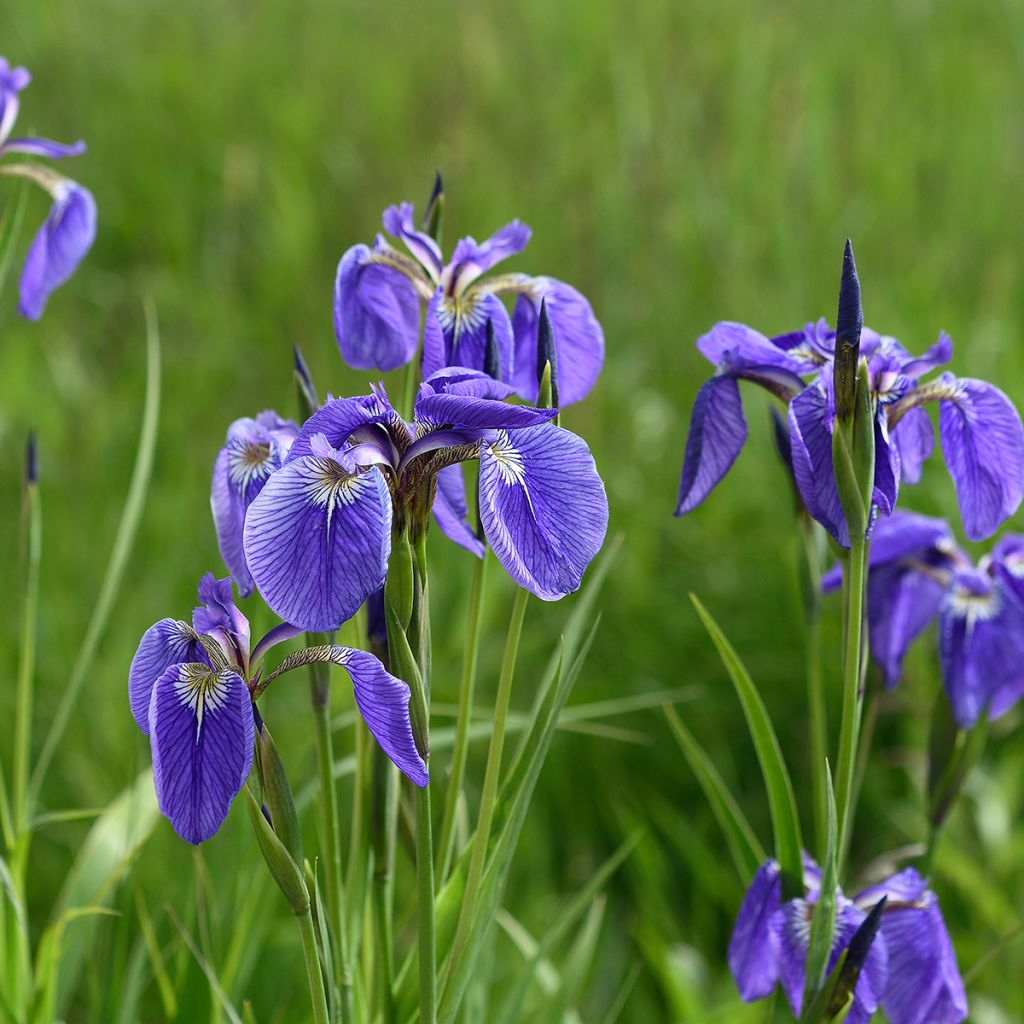 Iris setosa - Giaggiolo
