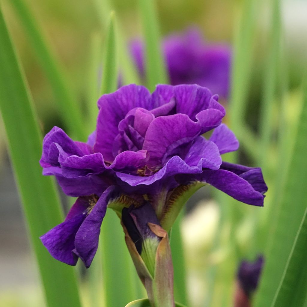 Iris sibirica Concord Crush - Giaggiolo siberiano