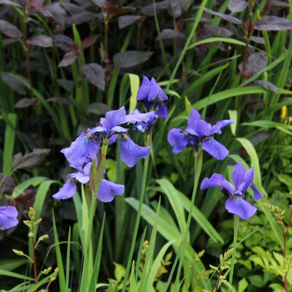 Iris sibirica Persimmon - Giaggiolo siberiano