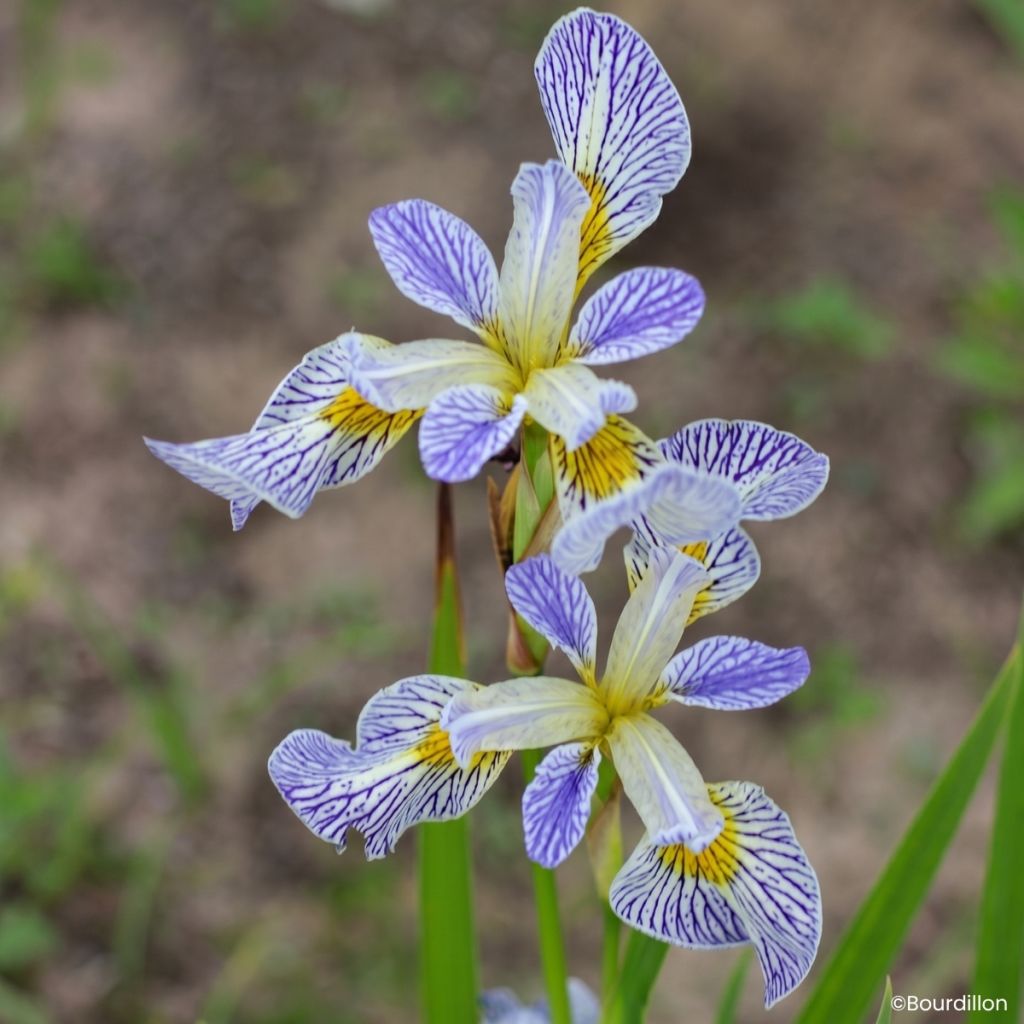 Iris Roy's Repeater - Giaggiolo acquatico