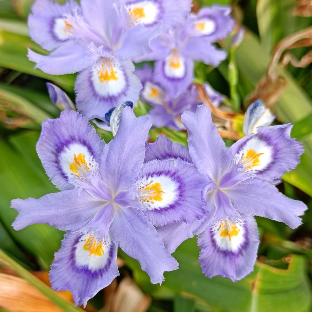 Iris confusa Martyn Rix - Giaggiolo