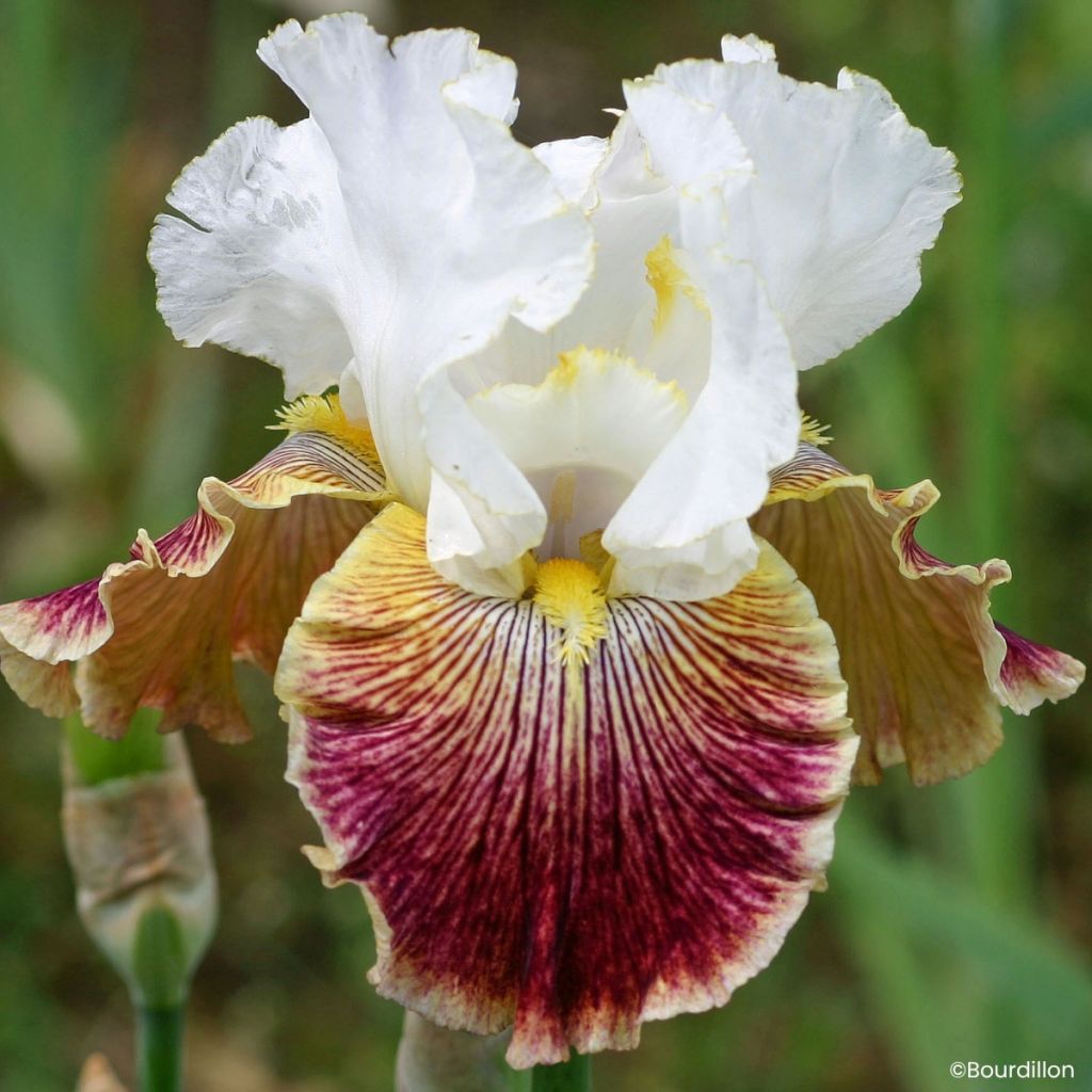 Iris germanica Scatterbrain - Giaggiolo paonazzo