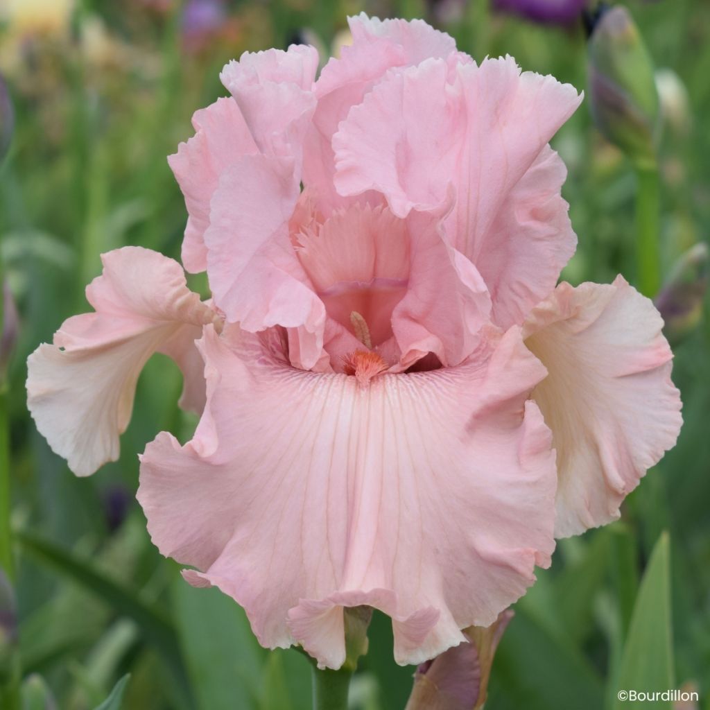 Iris germanica Star Appeal - Giaggiolo paonazzo