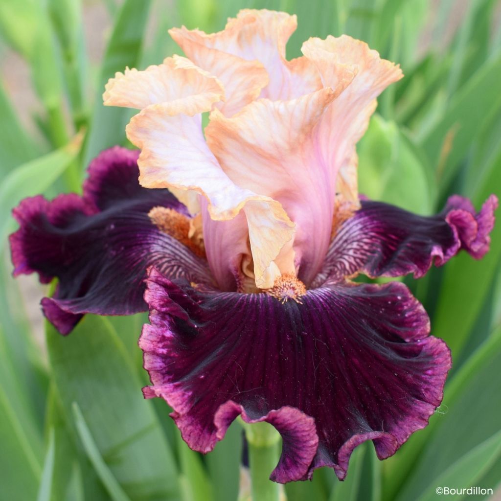 Iris germanica Vanilla Berry - Giaggiolo paonazzo